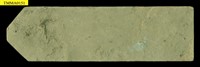 Formosan Field Mouse Collection Image, Figure 17, Total 18 Figures